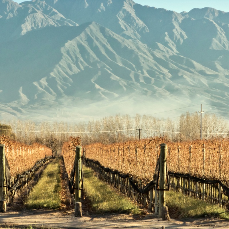 IN PERSON CLASS:  South American Wines, Tues. Sept. 9 (Cookery Yonge)