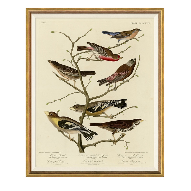 Finches on Branches