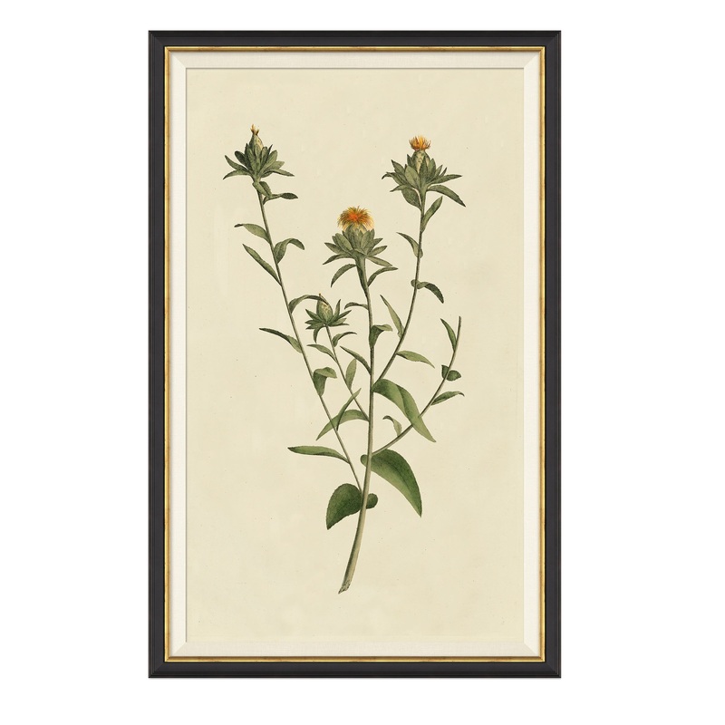 Vintage Botanical Study I