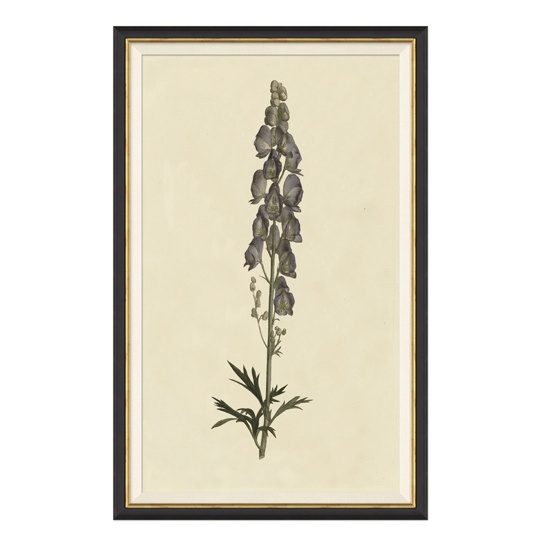 Vintage Botanical Study II