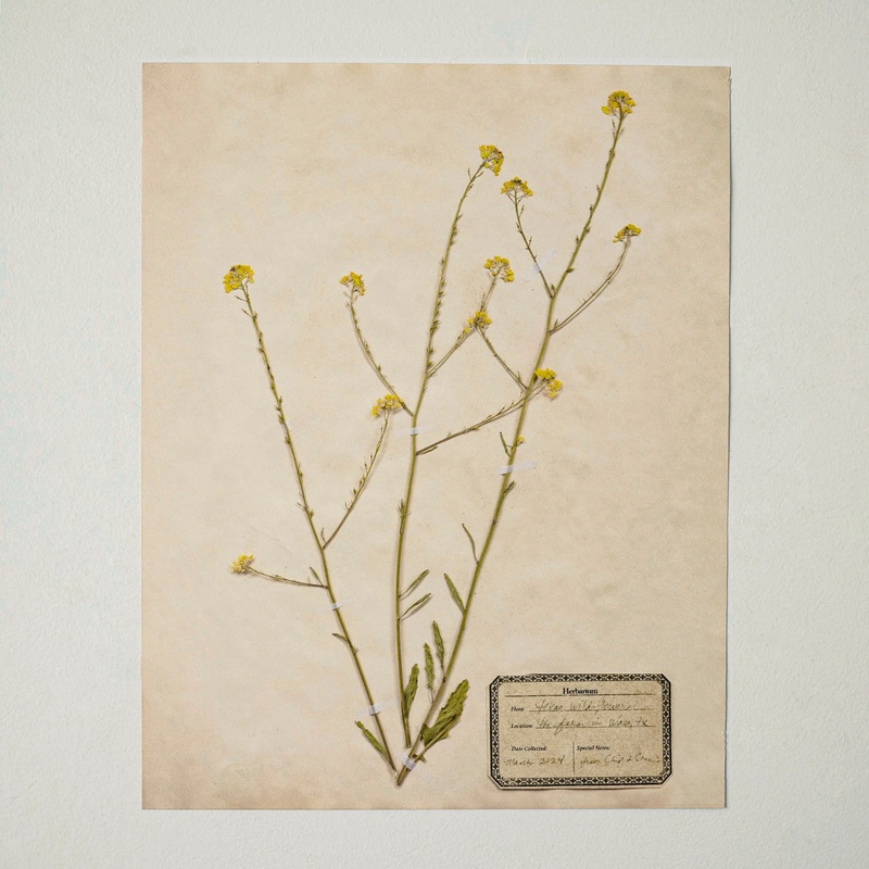 Jo's Hand Pressed Herbarium Prints - Texas Wildflowers I '24