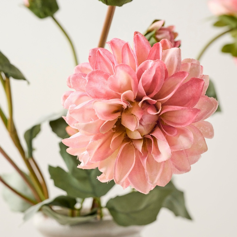 Dahlia Bloom Bundle