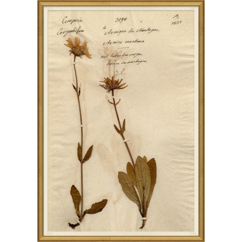Pressed Floral III