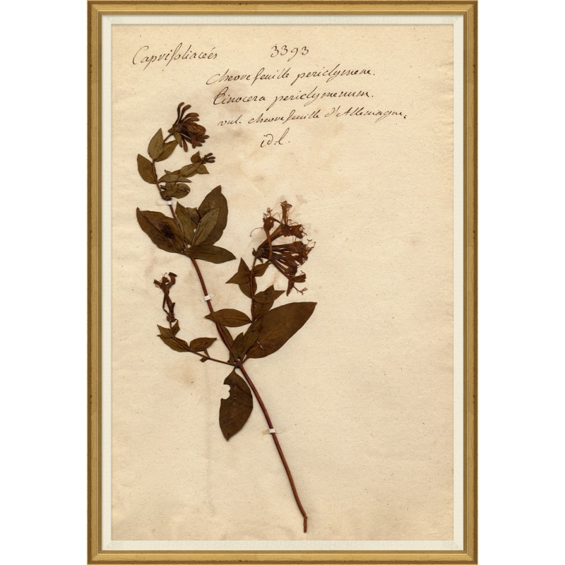 Pressed Floral IX