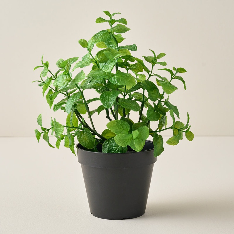 Potted Mint
