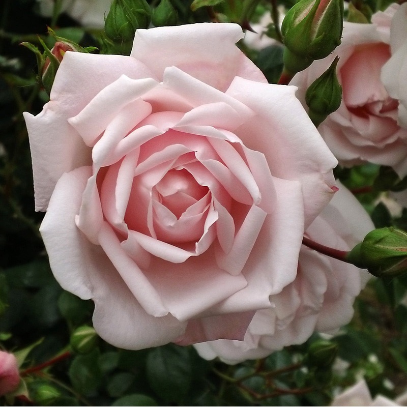 The New Dawn Rose Bush