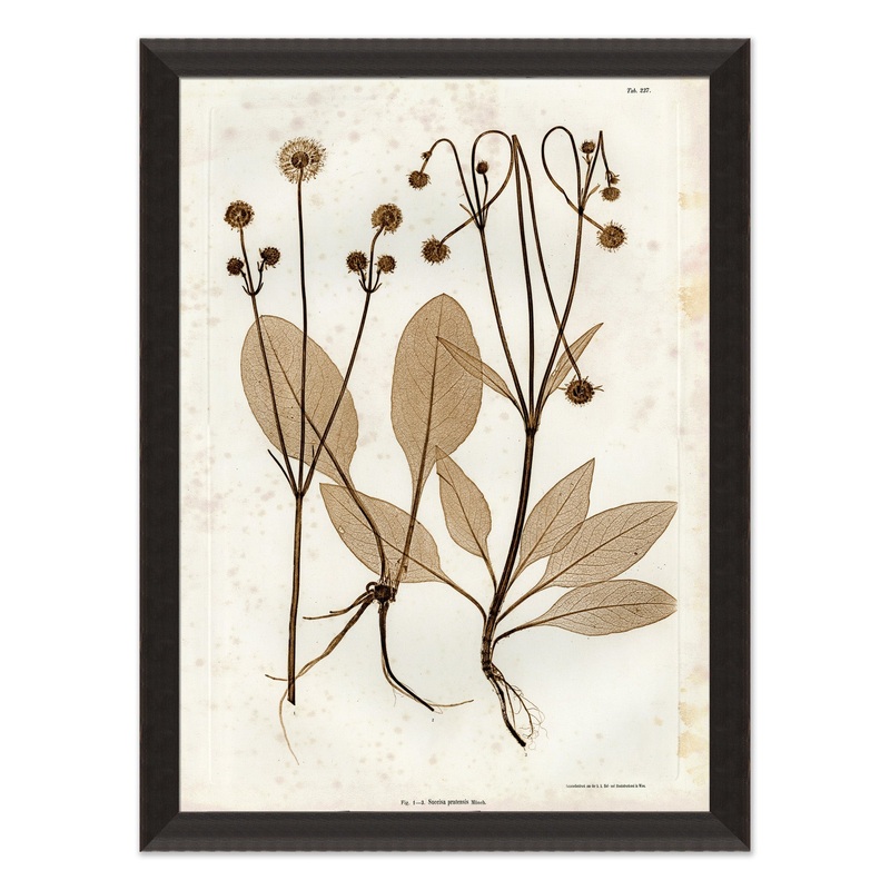 Preserved Plants III