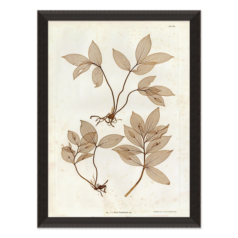 Preserved Plants IV