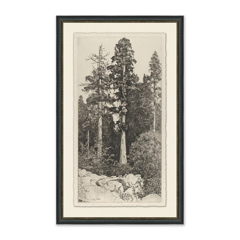 Tall Trees I