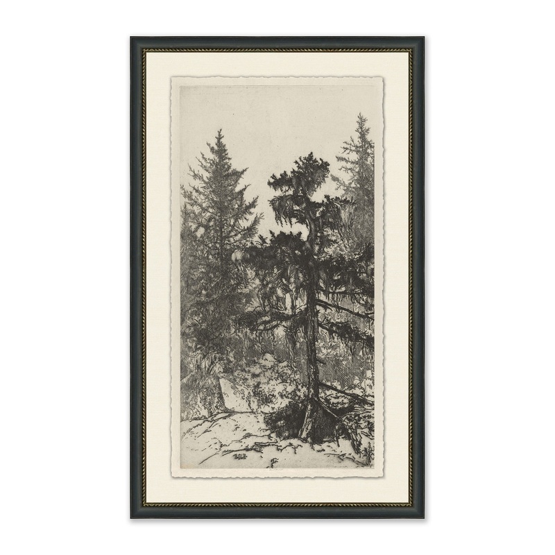 Tall Trees II