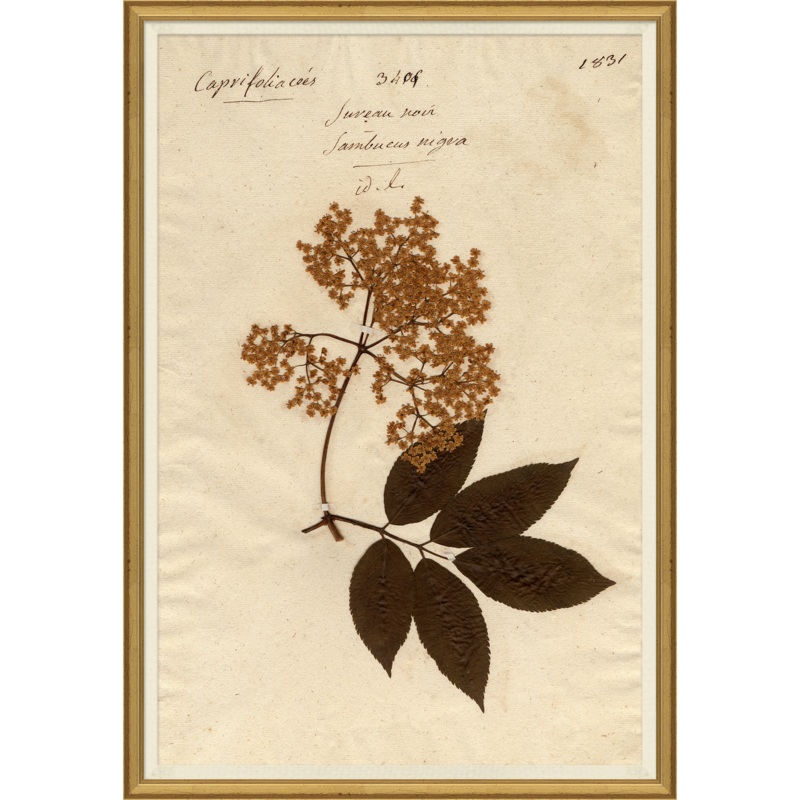 Pressed Floral I