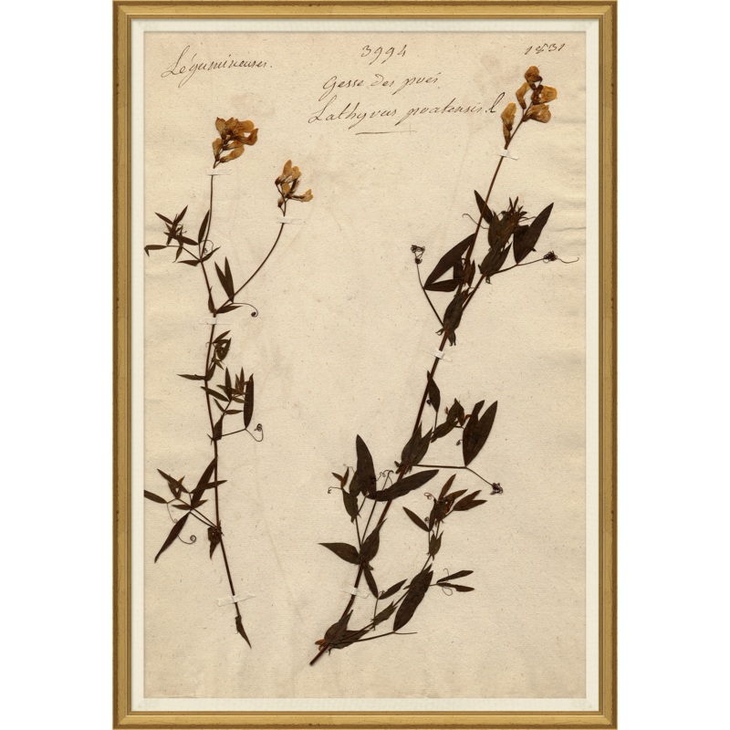 Pressed Floral II