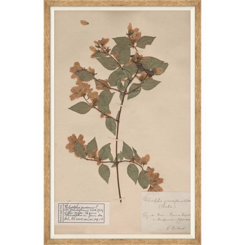 Herbarium Specimen I