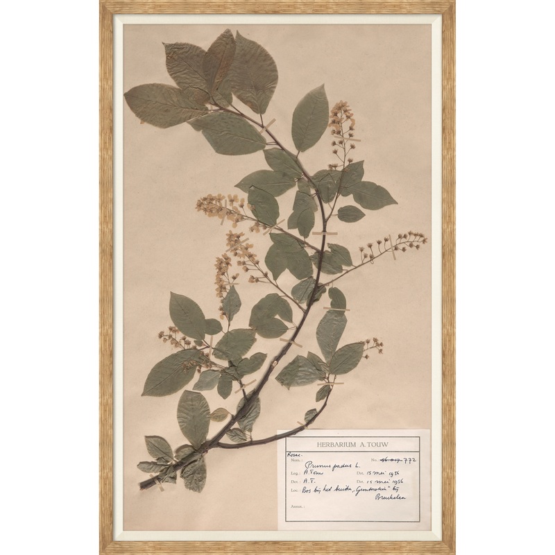 Herbarium Specimen II