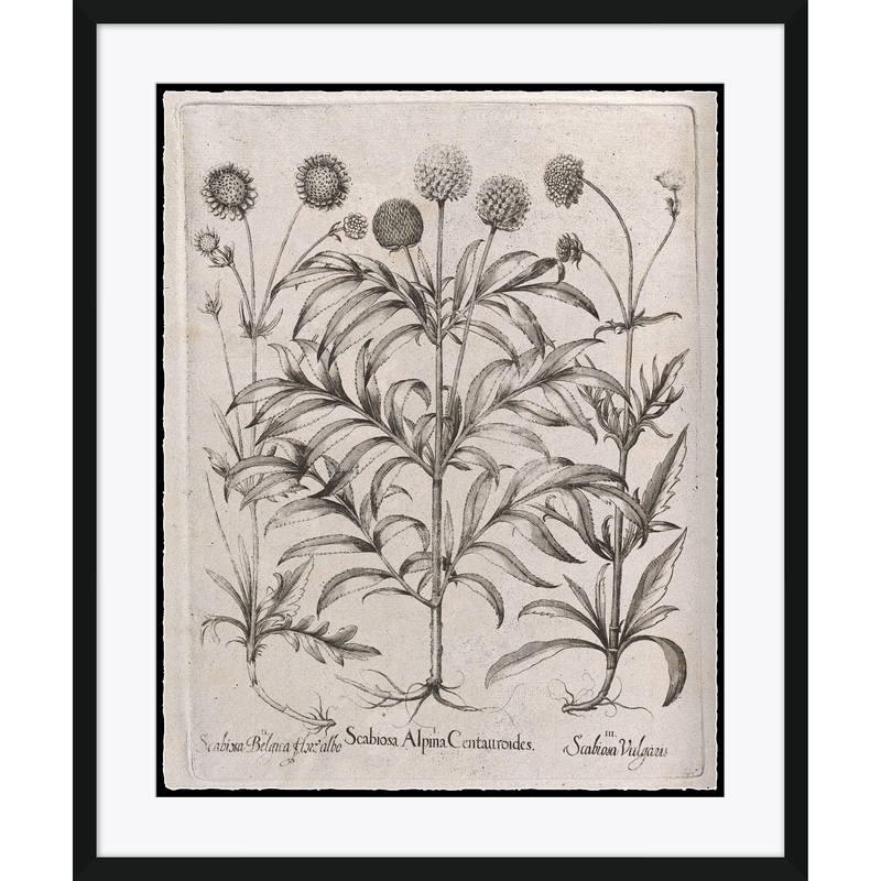 Scabiosa Alpina Centauroides
